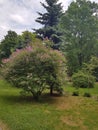 A flowering bush with a lot of branches with green leaves and pink flowers. The bush grows near the fir.