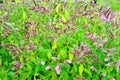 A flowering Bush of mint Melissa closeup. Royalty Free Stock Photo