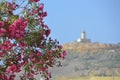 The flowering bush of oleander stands opposite a lighthouse in the distance