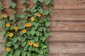 Flowering bush of orange summer flowers on a background of wooden brown boards. black-eyed Susan Thunbergia alata in a close-up Royalty Free Stock Photo