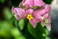 Flowering Bush of pink