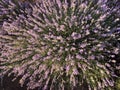 Flowering bush of purple lavender. Summer time.