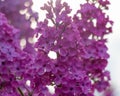 Flowering bush of purple lilac in the spring garden On bluring background Royalty Free Stock Photo