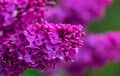 Flowering bush of purple lilac in the spring garden On bluring background Royalty Free Stock Photo