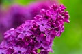 Flowering bush of purple lilac in the spring garden On bluring background Royalty Free Stock Photo