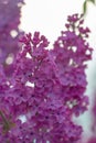 Flowering bush of purple lilac in the spring garden On bluring background Royalty Free Stock Photo