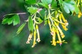 Flowering bush of red currant Royalty Free Stock Photo