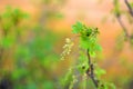 flowering bush of red currant with green leaves in the garden Royalty Free Stock Photo