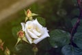 Flowering bush of a rose blooming in white flowers. buds of roses were blooming on a bush in a garden Royalty Free Stock Photo