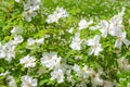 Flowering bush of a rose blooming in white flowers