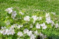 Flowering bush of a rose blooming in white flowers Royalty Free Stock Photo