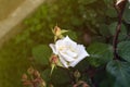 Flowering bush of a rose blooming in white flowers. buds of roses were blooming on a bush in a garden Royalty Free Stock Photo