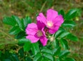 Flowering bush rose hips Royalty Free Stock Photo