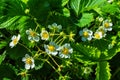 Flowering Bush strawberry. In the garden. Spring in the garden