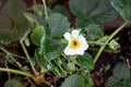 Flowering bush strawberry white flower in the garden.