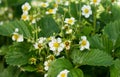 Flowering bush strawberry with white flowers