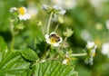 Flowering bush strawberry with white flowers