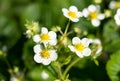 Flowering bush strawberry with white flowers