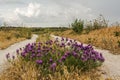 Flowering bush thistle on a country road Royalty Free Stock Photo