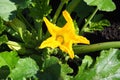 Flowering bush of vegetable marrow close-up.