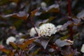 Flowering of the bush Vesicle viburnum Royalty Free Stock Photo