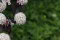 Flowering of the bush Vesicle viburnum Royalty Free Stock Photo