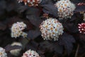 Flowering of the bush Vesicle viburnum Royalty Free Stock Photo