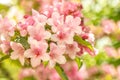 Flowering bush of weigela rosea in the garden close-up. Lots of pink flowers on a bush in the garden. Selective focus.