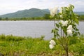 Flowering bush of white lilac on the background of a pond, grass and mountains