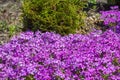 Flowering bushes on the dacha Phlox subulate Royalty Free Stock Photo