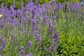 Flowering bushes on a lavender plantation.