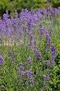 Flowering bushes on a lavender plantation.