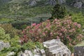 flowering bushes of oleander and ancient ruins against the mount Royalty Free Stock Photo