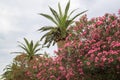 flowering bushes of oleander and palm trees against the sky Royalty Free Stock Photo