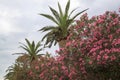 flowering bushes of oleander and palm trees against the sky Royalty Free Stock Photo