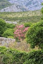 flowering bushes of oleander and trees against the sky and mount Royalty Free Stock Photo