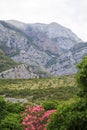 flowering bushes of oleander and trees against the sky and mount Royalty Free Stock Photo