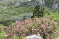 flowering bushes of oleander and trees against the sky and mountain Royalty Free Stock Photo