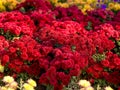Flowering red chrysanthemums in the botanical garden and autumn