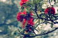 Flowering bushes, red tree rhododendron Himalayas Royalty Free Stock Photo