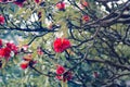 Flowering bushes, red tree rhododendron Himalayas Royalty Free Stock Photo