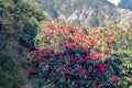 Flowering bushes, red tree rhododendron Himalayas Royalty Free Stock Photo