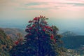 Flowering bushes, red tree rhododendron Himalayas