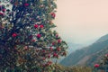 Flowering bushes, red tree rhododendron Himalayas Royalty Free Stock Photo