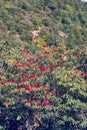 Flowering bushes, red tree rhododendron Himalayas Royalty Free Stock Photo