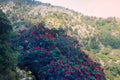 Flowering bushes, red tree rhododendron Himalayas Royalty Free Stock Photo