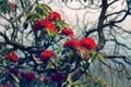 Flowering bushes, red tree rhododendron Himalayas