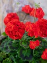 flowering bushes of red and white geraniums in a flower bed