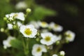 Flowering bushes of strawberry, white flowers in a garden.