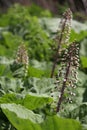 Flowering butterbur (Petasites vulgaris)